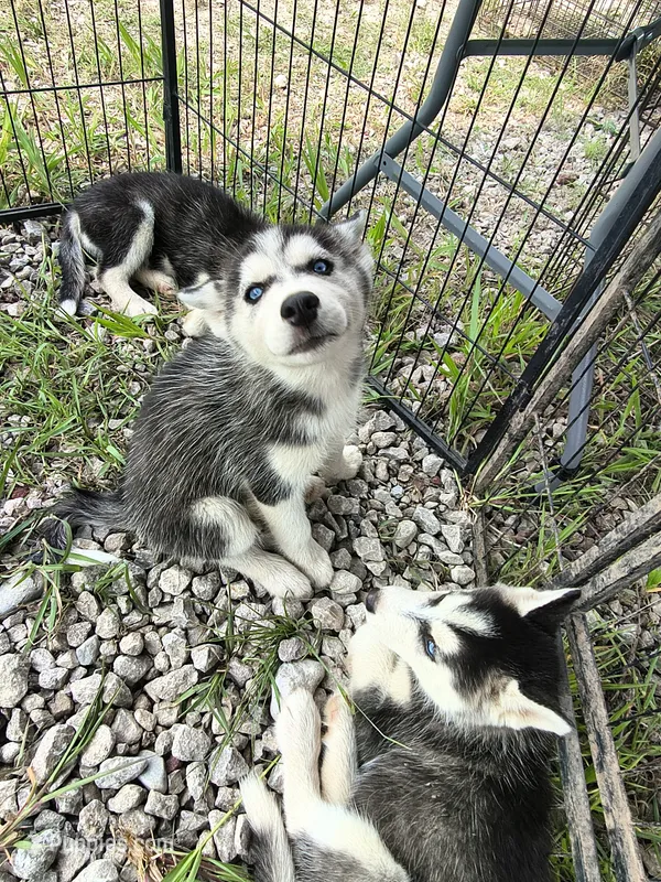 Bindi  – Siberian Husky puppy for sale in Durand, MI