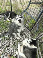 Bindi , a female Siberian Husky for sale in Durand, MI – 1 of 2