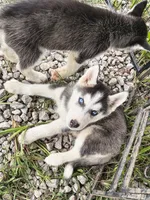 Lady, a female Siberian Husky for sale in Durand, MI – 2 of 2