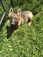 Mia, a female German Shepherd Dog for sale in Durand, MI – 2 of 2