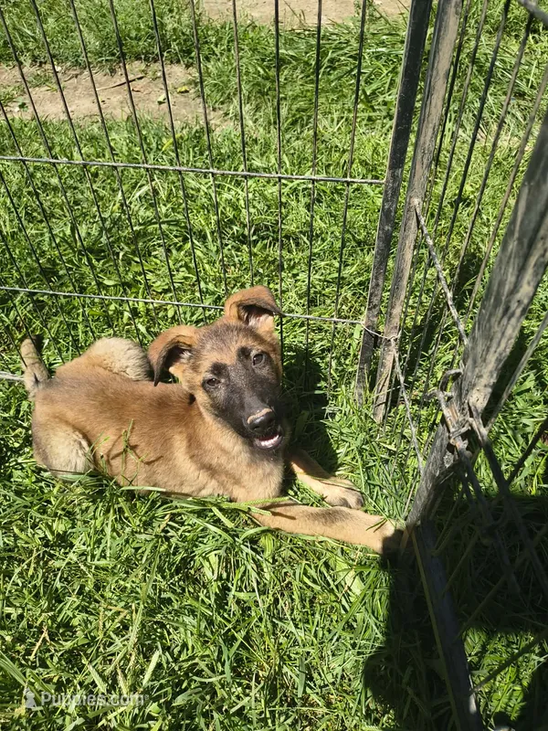 Max – German Shepherd Dog puppy for sale in Durand, MI