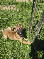 Max, a male German Shepherd Dog for sale in Durand, MI – 1 of 2