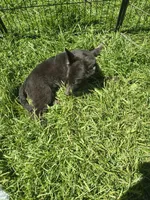 Alex, a male German Shepherd Dog for sale in Durand, MI – 2 of 2