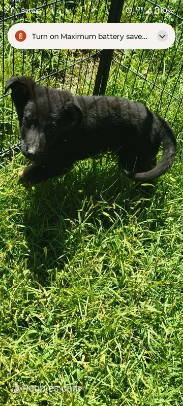 Buddy – German Shepherd Dog puppy for sale in Durand, MI