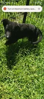 Buddy, a male German Shepherd Dog for sale in Durand, MI – 1 of 2