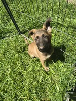 Max, a male German Shepherd Dog for sale in Durand, MI – 2 of 2