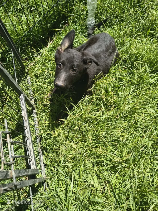 Alex – German Shepherd Dog puppy for sale in Durand, MI
