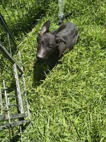 Alex, a male German Shepherd Dog for sale in Durand, MI – 1 of 2