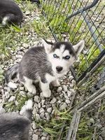 Bindi , a female Siberian Husky for sale in Durand, MI – 2 of 2