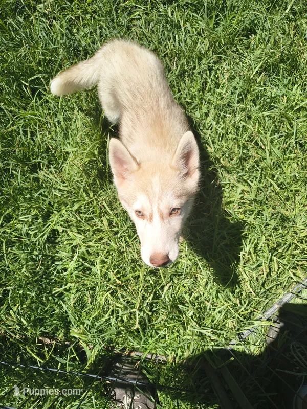 Lilly – Siberian Husky puppy for sale in Durand, MI