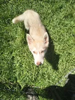 Lilly, a female Siberian Husky for sale in Durand, MI – 1 of 2