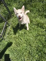 Lilly, a female Siberian Husky for sale in Durand, MI – 2 of 2