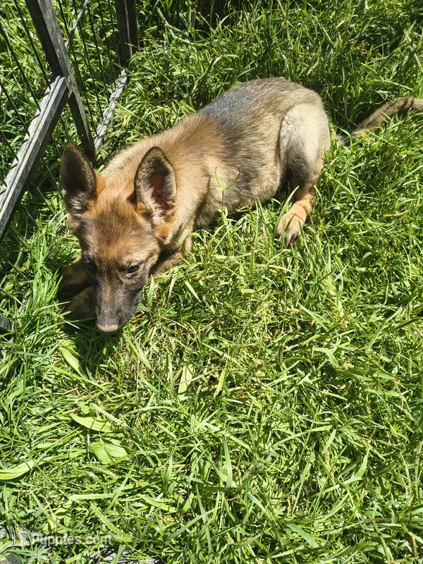 Mia – German Shepherd Dog puppy for sale in Durand, MI