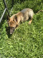 Mia, a female German Shepherd Dog for sale in Durand, MI – 1 of 2