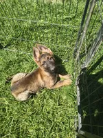 Ace, a male German Shepherd Dog for sale in Durand, MI – 2 of 2