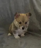 Blue collar, a female Pembroke Welsh Corgi for sale in Chillicothe, OH – Photo 2 of 5