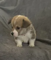 Blue collar, a female Pembroke Welsh Corgi for sale in Chillicothe, OH – Photo 4 of 5