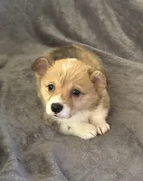 Blue collar, a female Pembroke Welsh Corgi for sale in Chillicothe, OH – Photo 5 of 5
