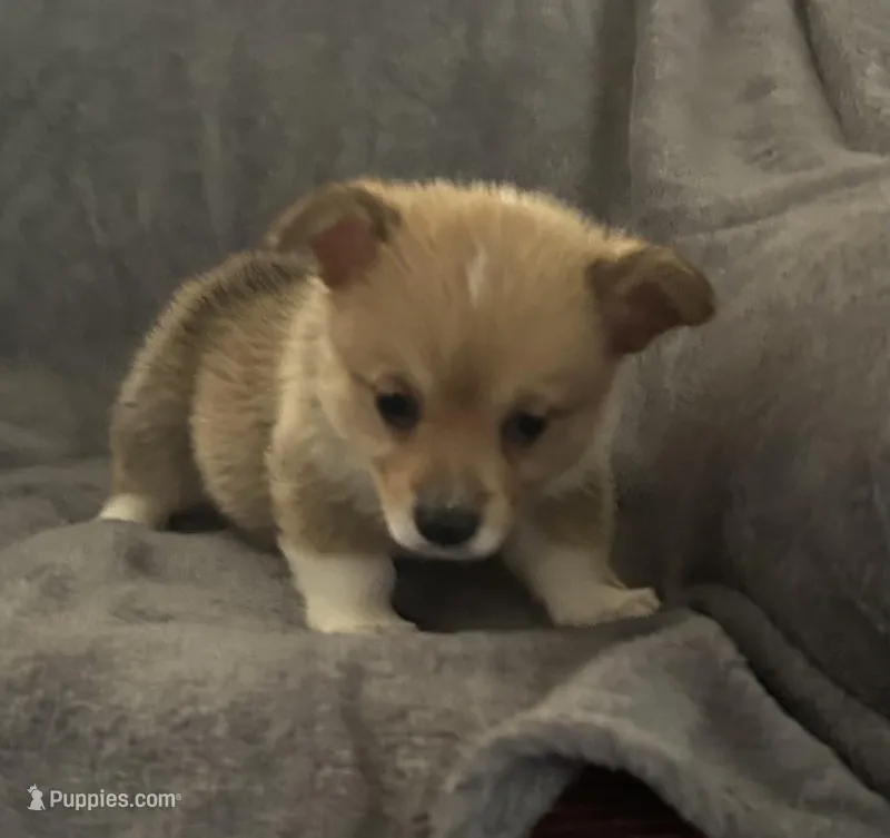 Blue collar – Pembroke Welsh Corgi puppy for sale in Chillicothe, OH