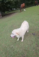 Elsie, a female Great Pyrenees for sale in Ringgold, GA – 5 of 10