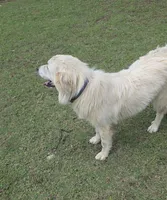 Elsie, a female Great Pyrenees for sale in Ringgold, GA – 6 of 10