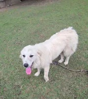 Elsie, a female Great Pyrenees for sale in Ringgold, GA – 10 of 10