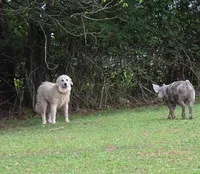 Elsie, a female Great Pyrenees for sale in Ringgold, GA – 2 of 10