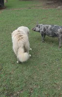 Elsie, a female Great Pyrenees for sale in Ringgold, GA – 4 of 10