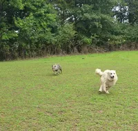 Elsie, a female Great Pyrenees for sale in Ringgold, GA – 3 of 10