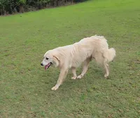 Elsie, a female Great Pyrenees for sale in Ringgold, GA – 9 of 10