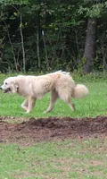 Elsie, a female Great Pyrenees for sale in Ringgold, GA – 7 of 10