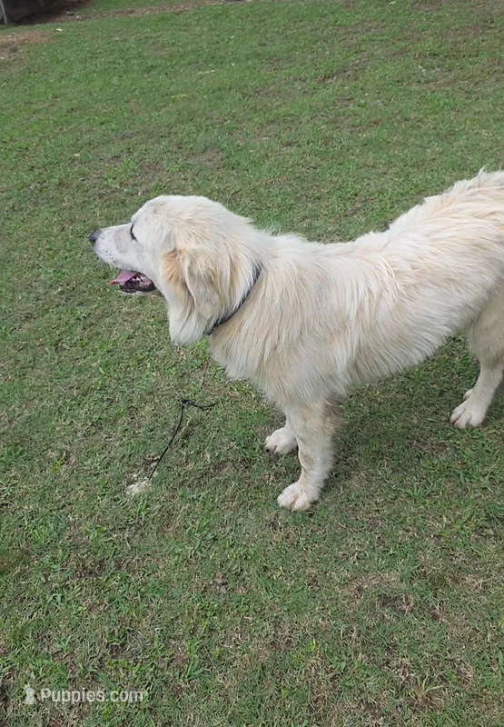 Elsie – Great Pyrenees puppy for sale in Ringgold, GA