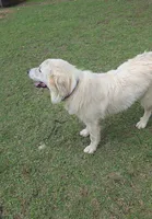 Elsie, a female Great Pyrenees for sale in Ringgold, GA – 1 of 10