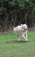 Elsie, a female Great Pyrenees for sale in Ringgold, GA – 8 of 10