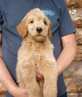 Bob - F1B, a male Goldendoodle for sale in Larkspur, CO – 2 of 4