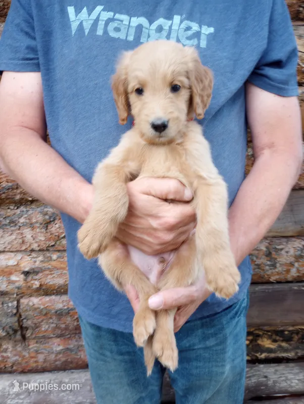 George-F1B – Goldendoodle puppy for sale in Larkspur, CO