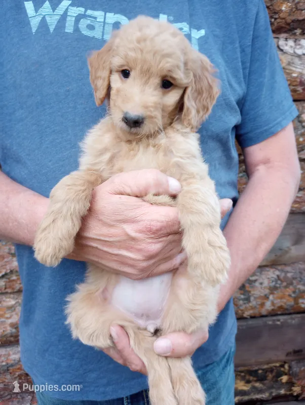 Millie - F1B – Goldendoodle puppy for sale in Larkspur, CO