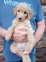 Millie - F1B, a female Goldendoodle for sale in Larkspur, CO – 2 of 2