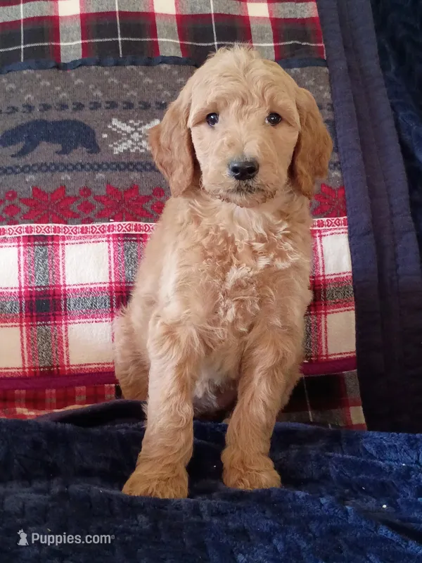 Annie-F1B – Goldendoodle puppy for sale in Larkspur, CO