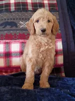Annie-F1B, a female Goldendoodle for sale in Larkspur, CO – 1 of 2