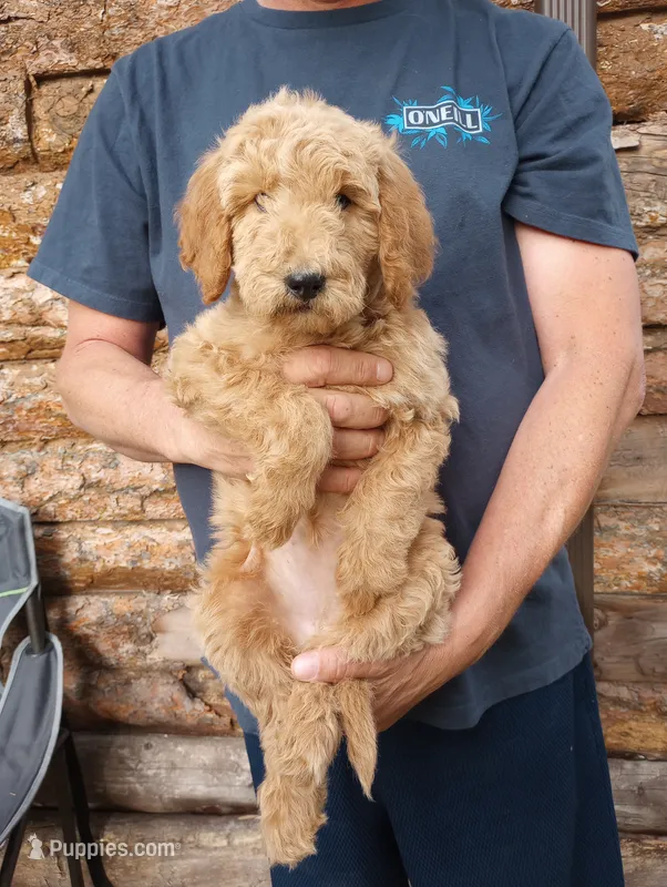 Annie-F1B – Goldendoodle puppy for sale in Larkspur, CO