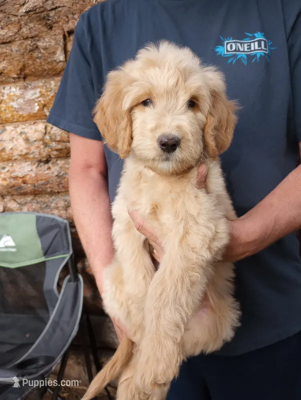 Adam - F1B – Goldendoodle puppy for sale in Larkspur, CO