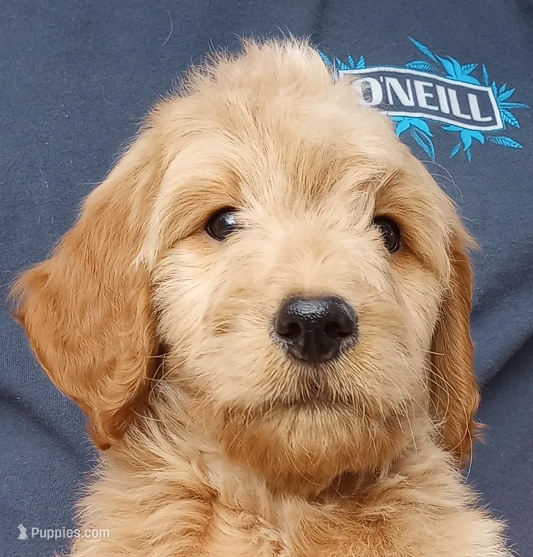 Bob - F1B – Goldendoodle puppy for sale in Larkspur, CO