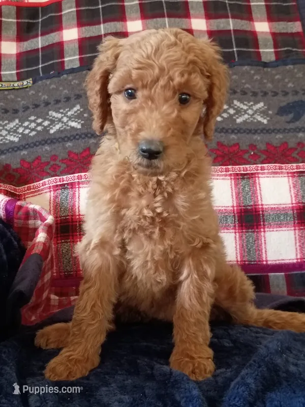 Daisy - F1B – Goldendoodle puppy for sale in Larkspur, CO