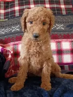 Daisy - F1B, a female Goldendoodle for sale in Larkspur, CO – 1 of 2