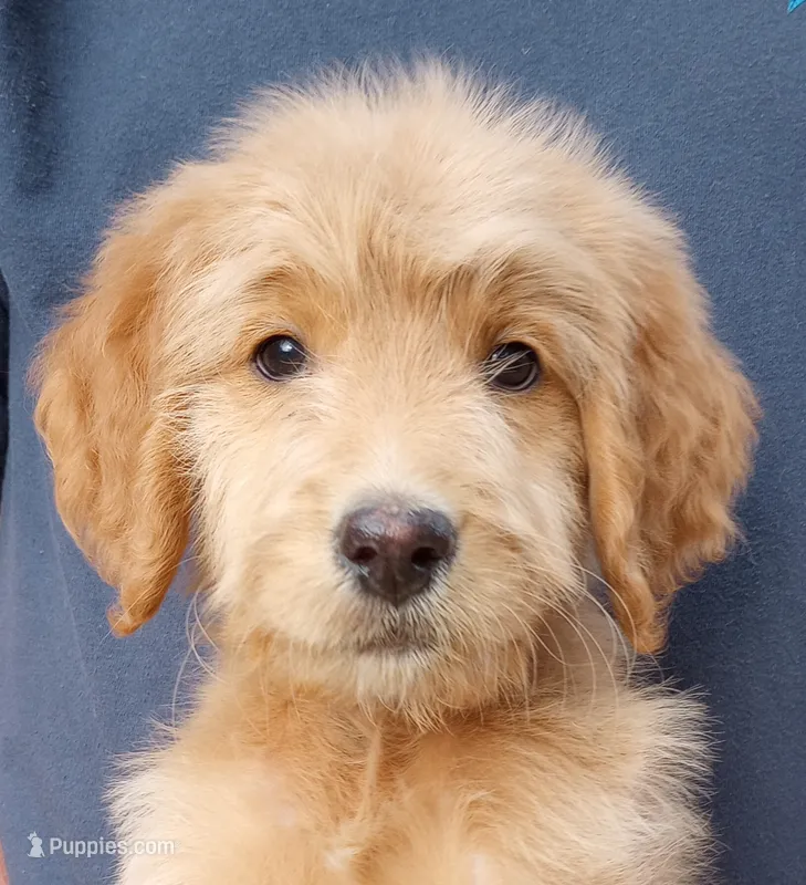George-F1B – Goldendoodle puppy for sale in Larkspur, CO