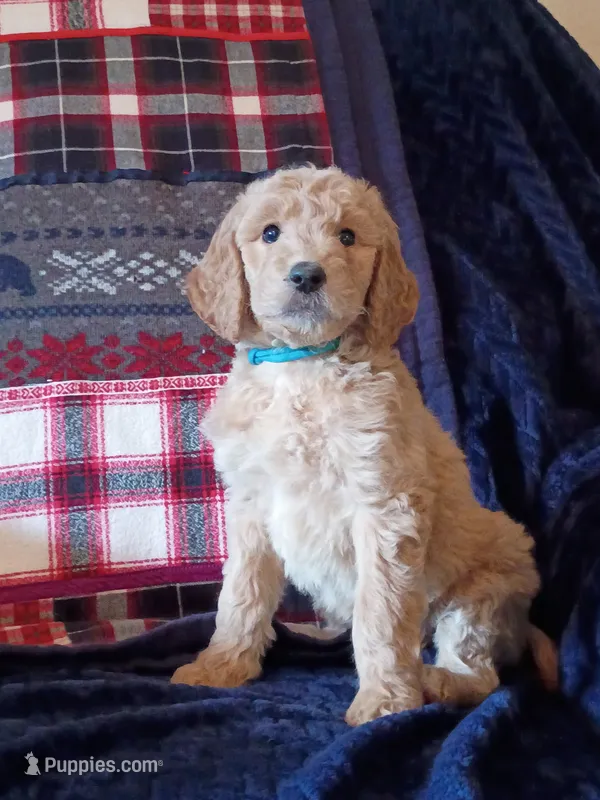 Betty - F1B – Goldendoodle puppy for sale in Larkspur, CO