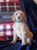 Betty - F1B, a female Goldendoodle for sale in Larkspur, CO – 1 of 2
