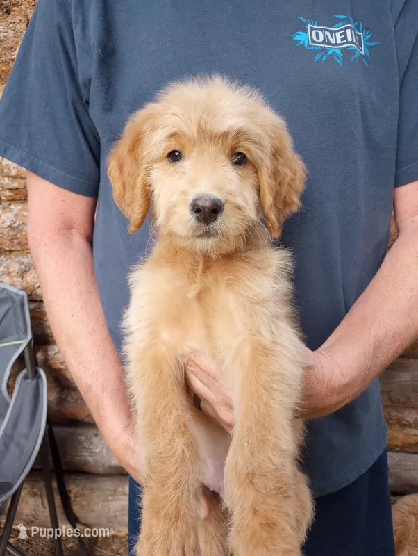 George-F1B – Goldendoodle puppy for sale in Larkspur, CO