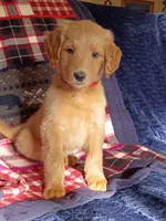 George-F1B, a male Goldendoodle for sale in Larkspur, CO – 2 of 2